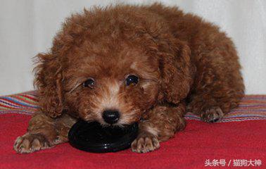 小泰迪毛色浅能变红吗,我家泰迪为什么白毛很多