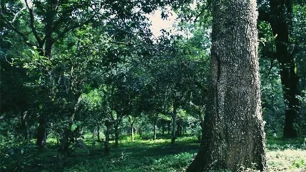 普洱茶要泡几次,普洱茶需要泡多少水