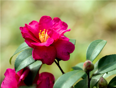 克瑞墨茶花花开能保持几天,茶花怎么养才开花爆盆