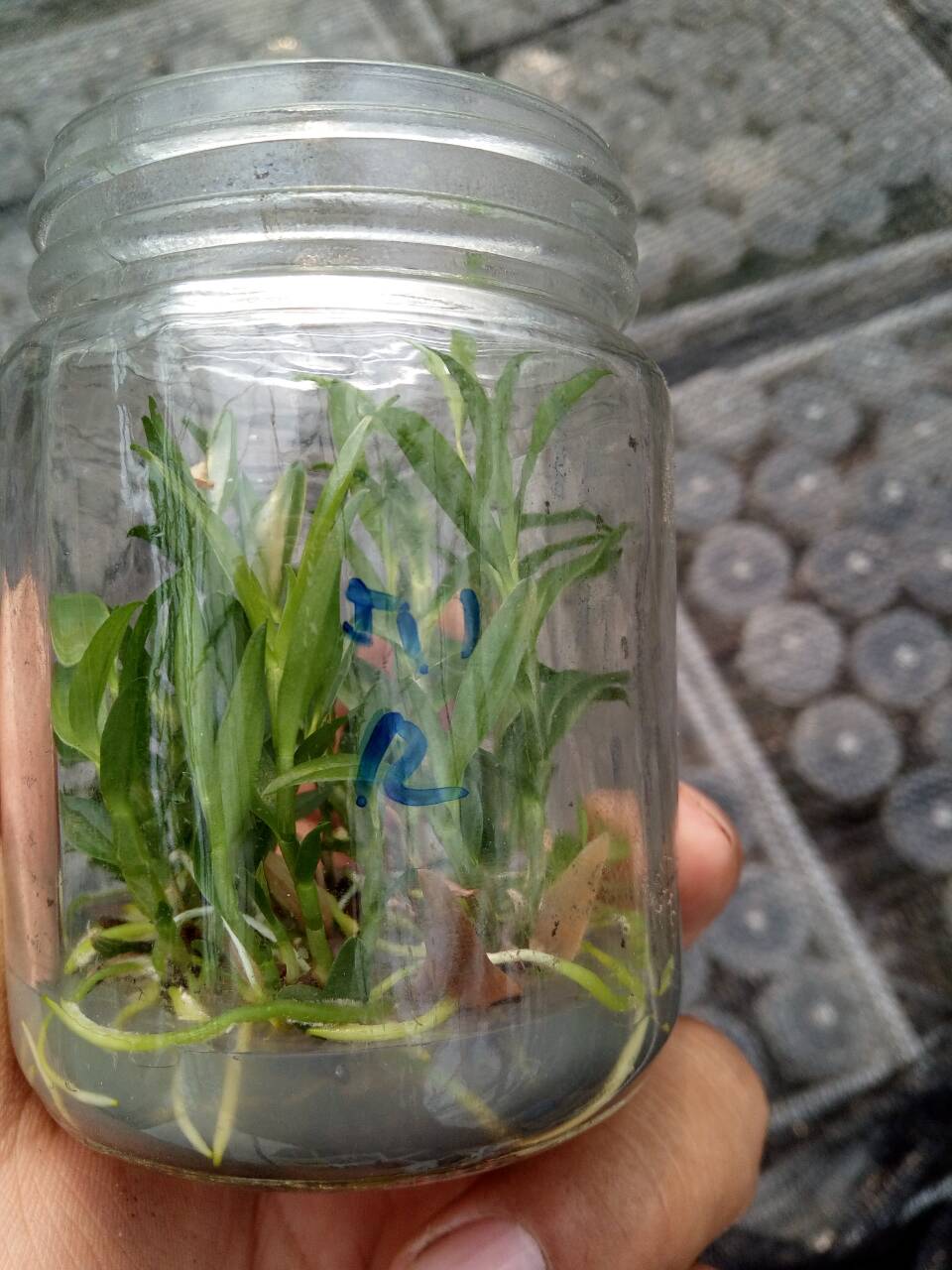 铁皮石斛的种植方法大全,铁皮石斛繁殖方法