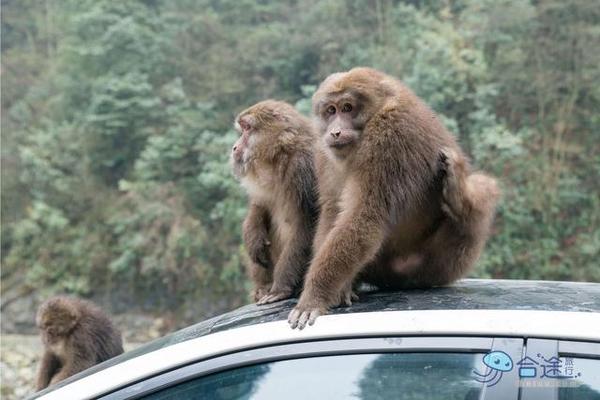 戏猴、爬山、观瀑布，那就跟我去卧龙谷！