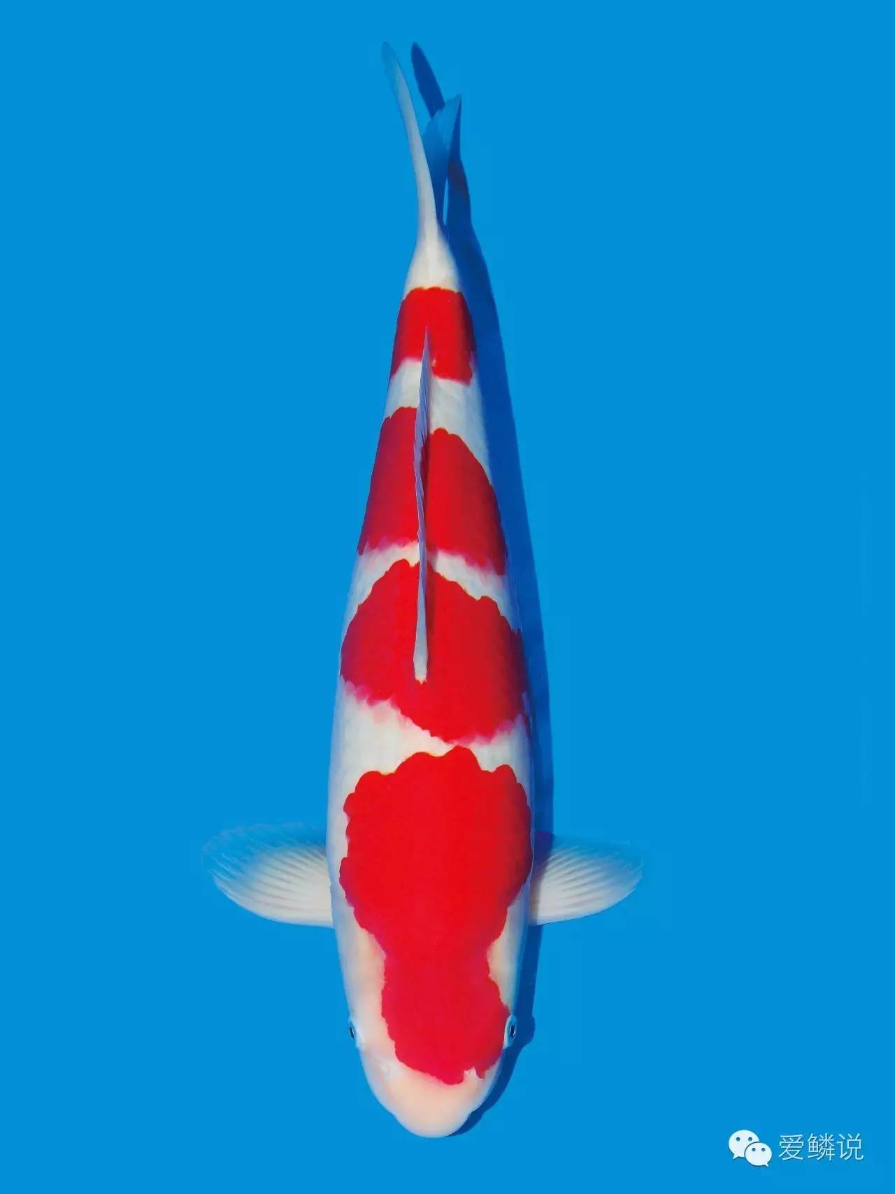 锦鲤身体弯了如何医治,锦鲤常见病与治疗书籍