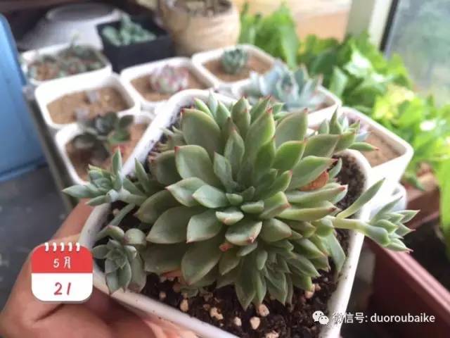 养肉肉的感悟,养多肉谨记好3招专治多肉难上色