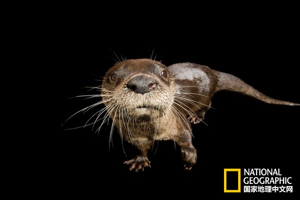 方舟拍摄六种无脊椎动物,十种不怕火的动物