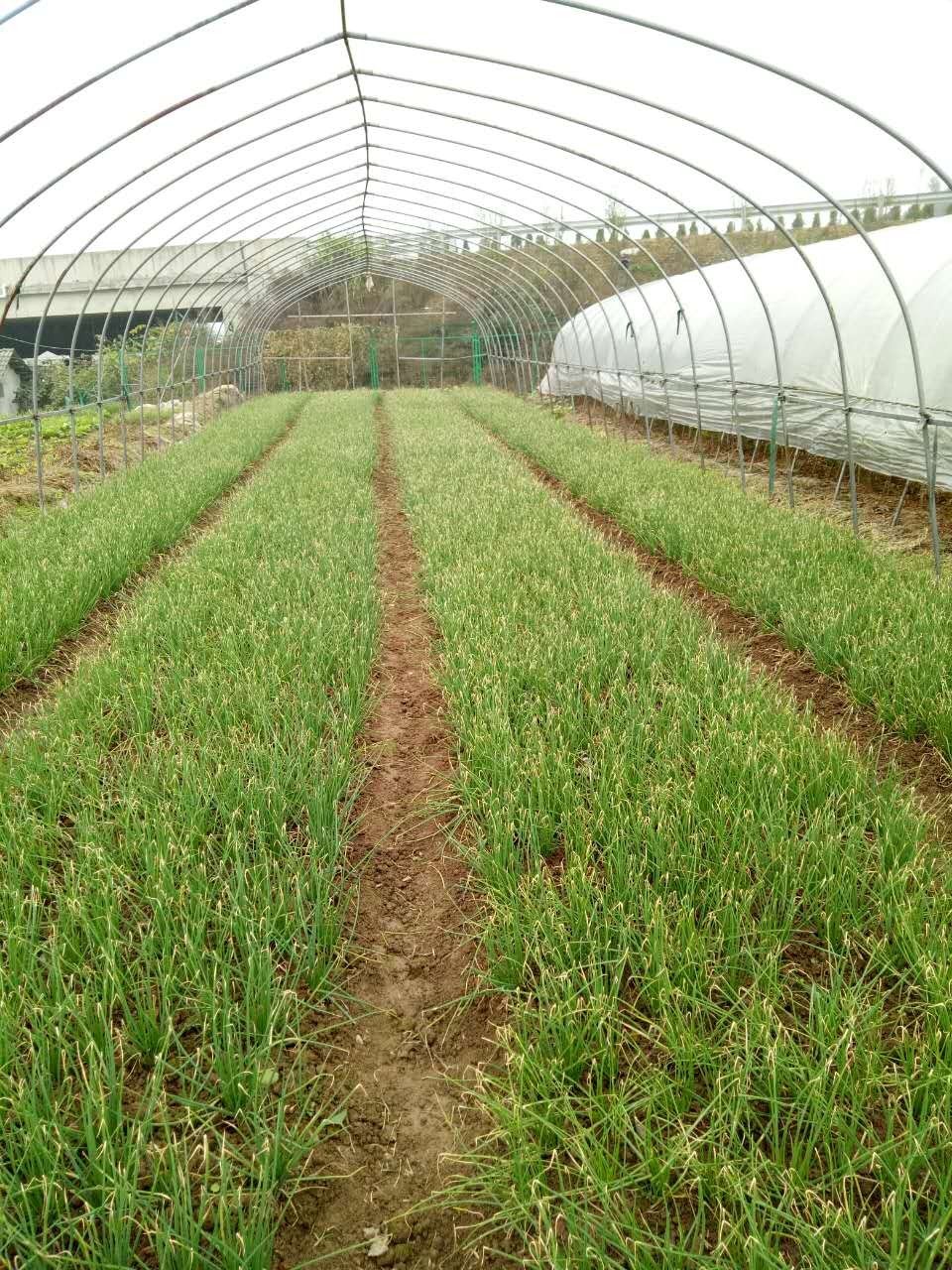 鹤城很美,鹤城好玩的