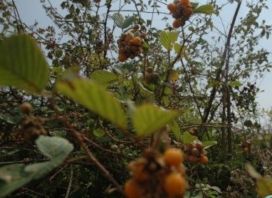 客家人常见的野果,环球客家