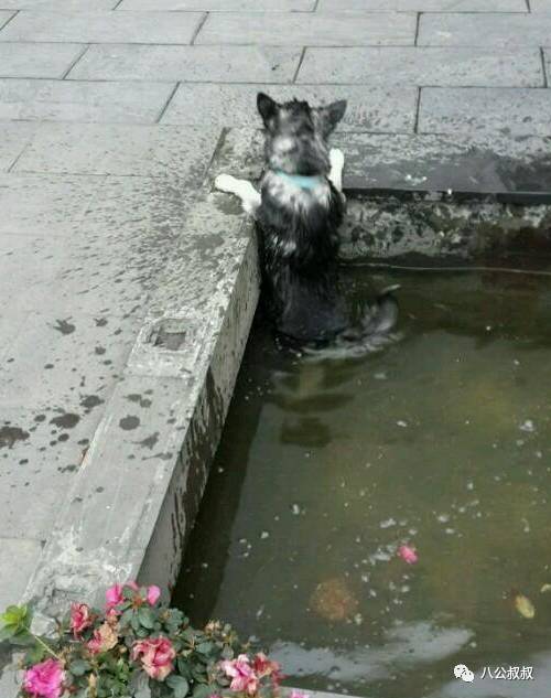 喜欢狗和爱狗区别,这就是喜欢和爱的区别完整版