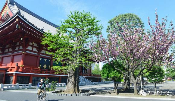 樱花旅行记全集视频,樱花季日本14天旅游攻略