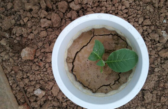 浇化肥花盆土壤板结怎么办,花盆土壤板结太深如何透气