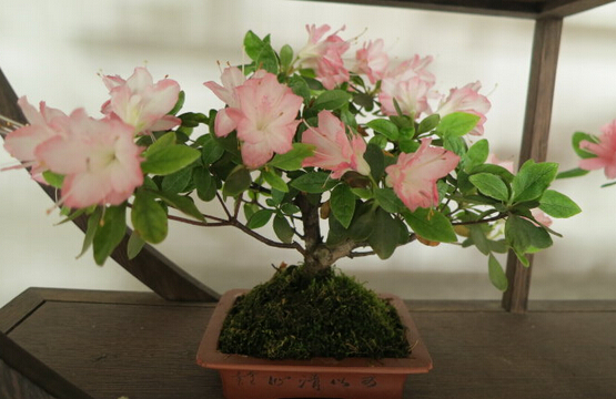 浇化肥花盆土壤板结怎么办,花盆土壤板结太深如何透气