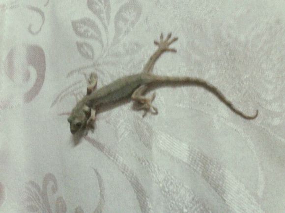 农村有什么稀奇古怪的东西,农村常见东西都有哪些