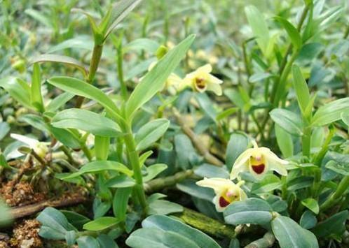 铁皮石斛的种植方法大全,铁皮石斛繁殖方法