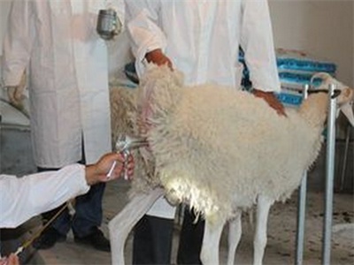 给羊人工授精技术方法：牛羊饲料专家指点