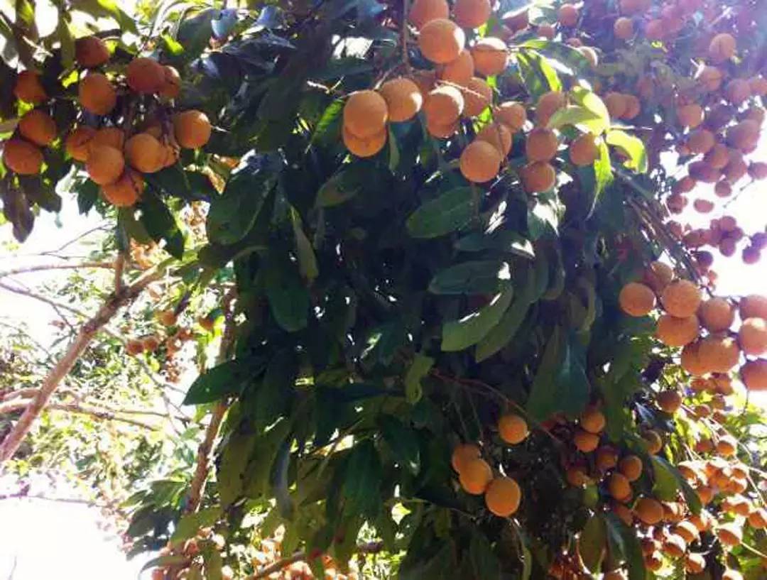 正品进口食品中国代理商,国产进口食品批发商进货渠道