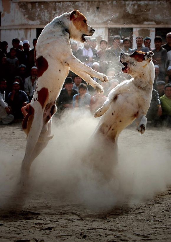 最忠诚的十大猛犬排行榜前十名,十大猛犬排行榜第一名是谁啊