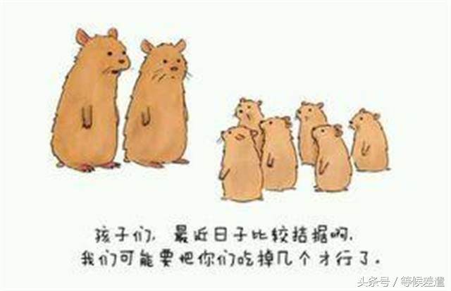 治愈系良方解救你的空虚寂寞冷