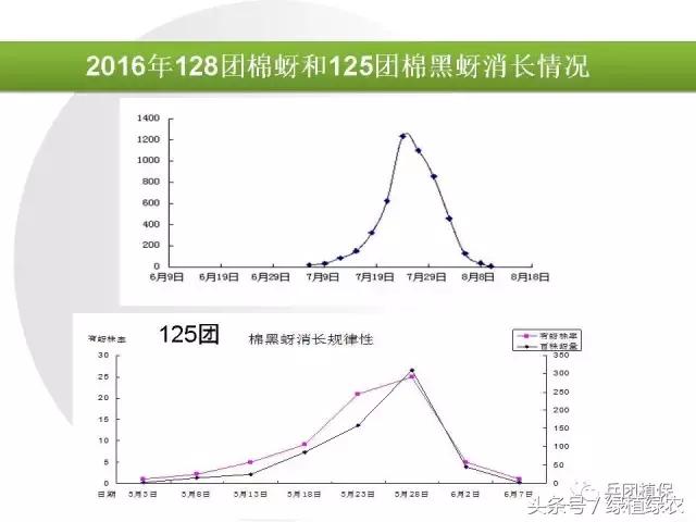 棉蚜治理,棉蚜严重怎么治