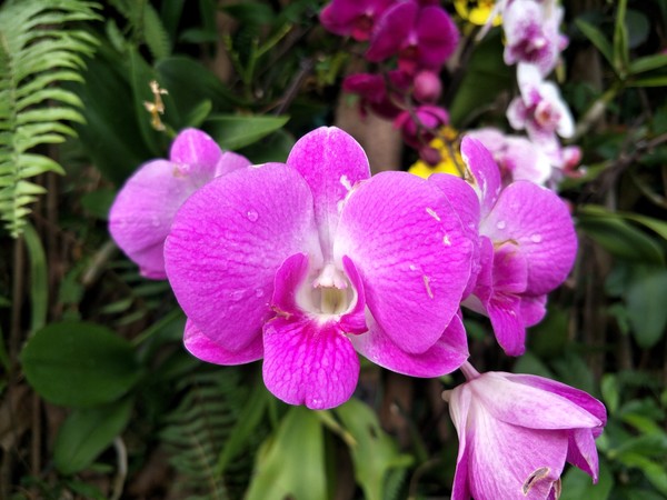 oppor9splus新机测评,oppor9s现在值得入手吗