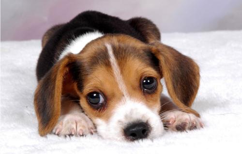 狗狗大便前成形后稀,狗狗大便稀带血怎么回事