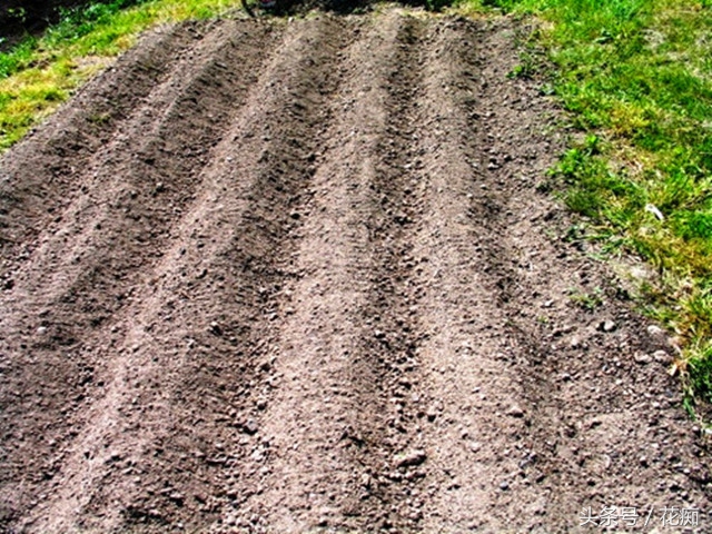 花土怎么才能养好花,花土怎么养才长得好