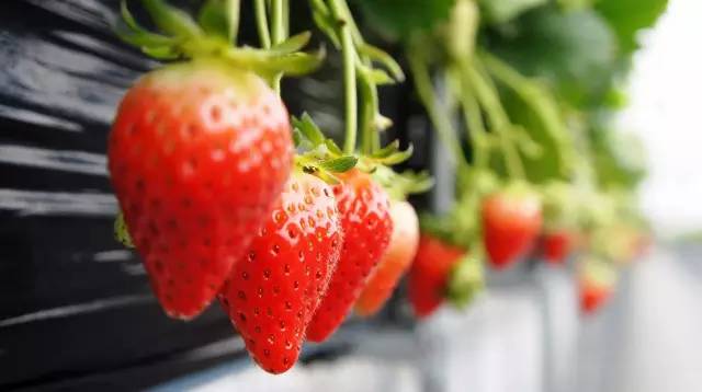 深圳情人岛潜水避坑指南,深圳情人岛自由行攻略