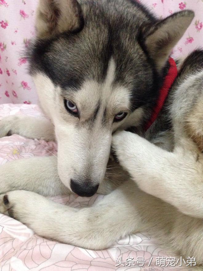 哈士奇易患的五大疾病，为了二哈的安全铲屎官们都进来看看吧！