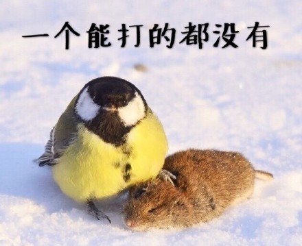 鸟界平头哥，传说中的“食脑狂魔”、“僵尸鸟”，霸气侧漏！