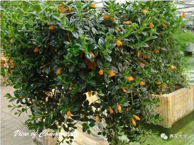 吊兰的种类有哪些哪种适合室内养 (10种公认最好养的花吊兰)