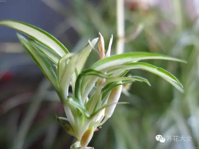 吊兰妙招,学会这四招轻松把花养得枝繁叶茂