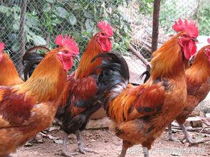 国鸡行情,国鸡行情最新