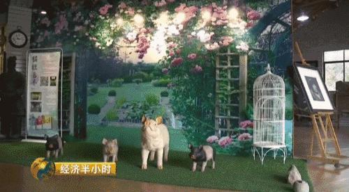 80后养猪致富经,养猪致富案例视频