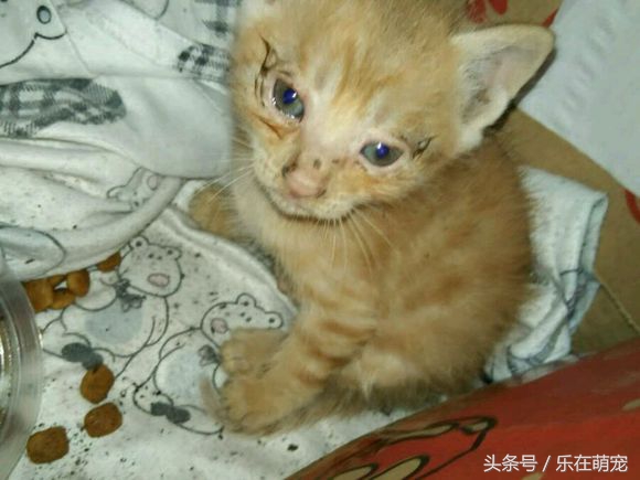 小奶猫眼睛被眼屎糊住了怎么办,流浪猫眼睛流脓被糊住完全睁不开