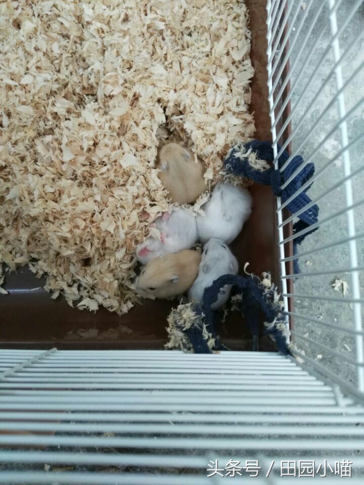 花10元买了两只小仓鼠，没想到几个月后收获一窝软萌的糯米团子