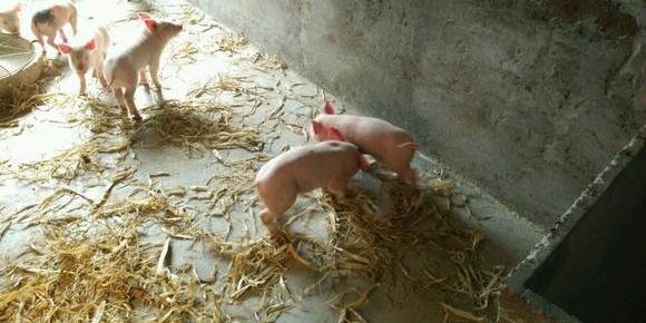 小猪咬架原因及解决方法,小猪相互咬尾巴需要喂什么药