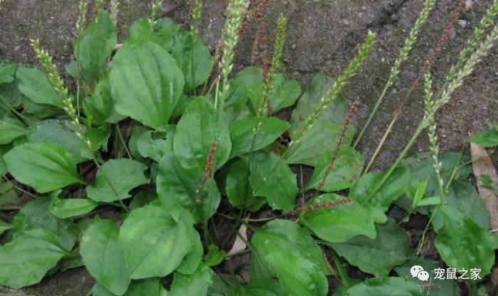 缇庨澶╀笅鍏荤敓澶у笀,缇庨澶╀笅棣欑尓