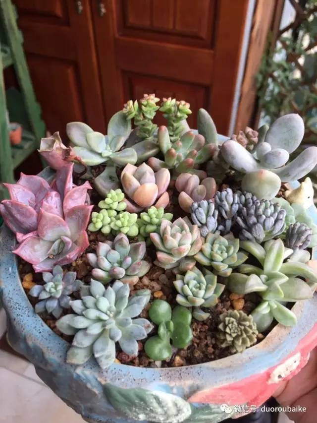 入肉坑,入坑一年半的新手养肉心得