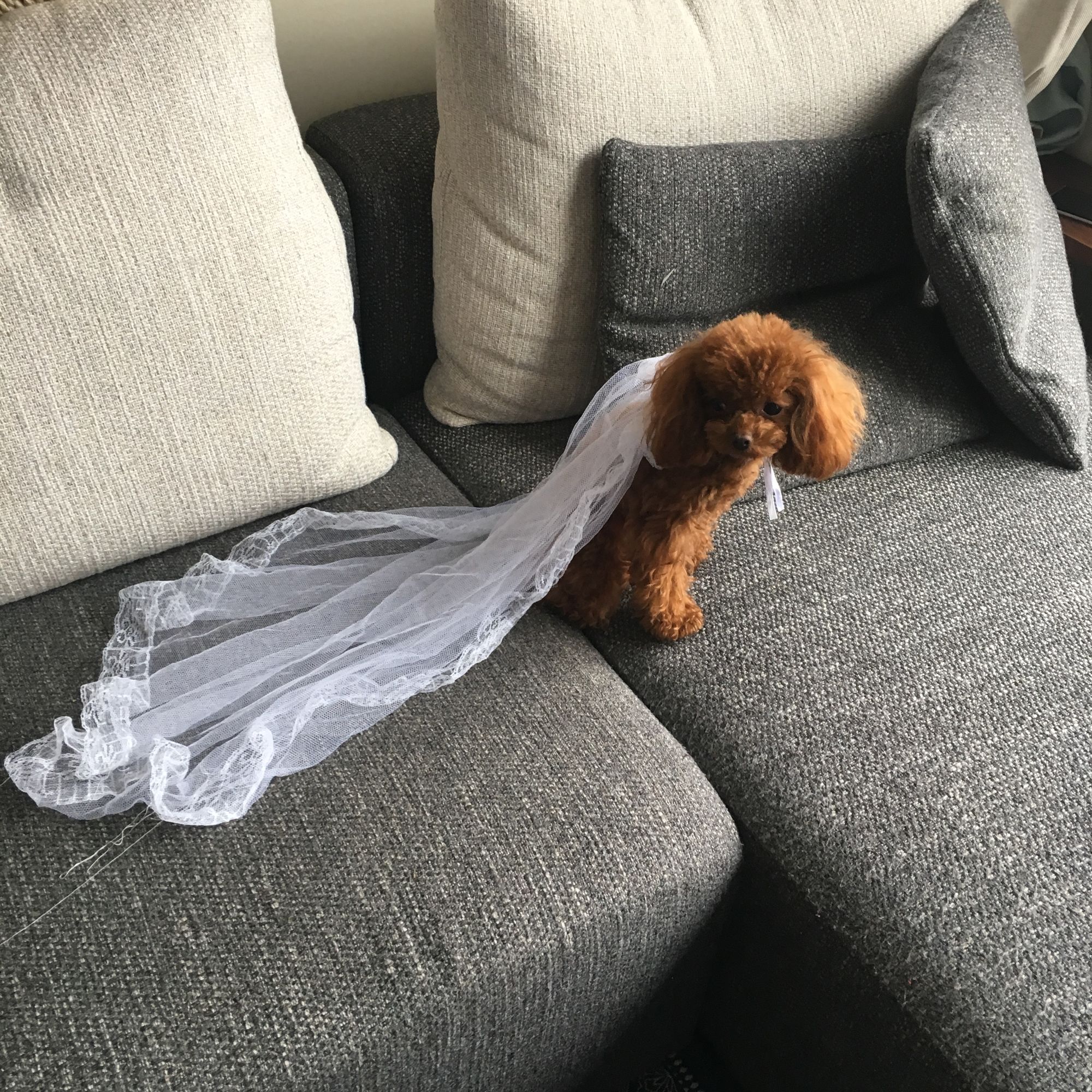 泰迪泪痕严重是什么原因,泰迪泪痕严重各种原因导致