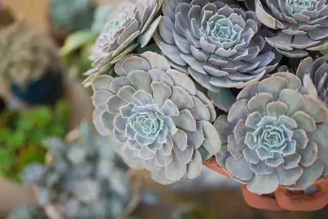 闇插彴澶氳倝鑺卞洯椁愬巺,澶氳倝妞嶇墿椁愬惂