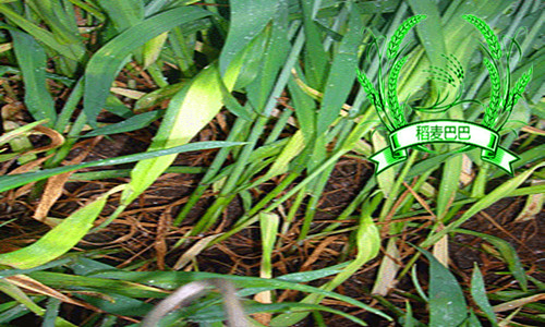 小麦钾肥多了有什么影响,小麦钾肥施多了会倒伏吗