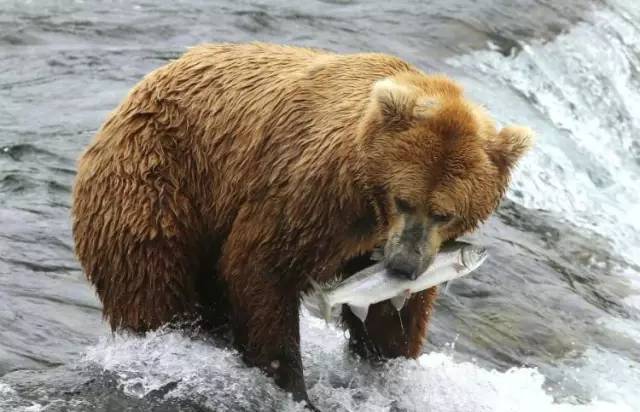 野外棕熊来袭,野外遇到棕熊袭击怎么办