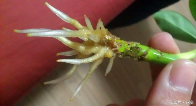 鹅掌柴，扦插繁殖都这么容易爆盆？