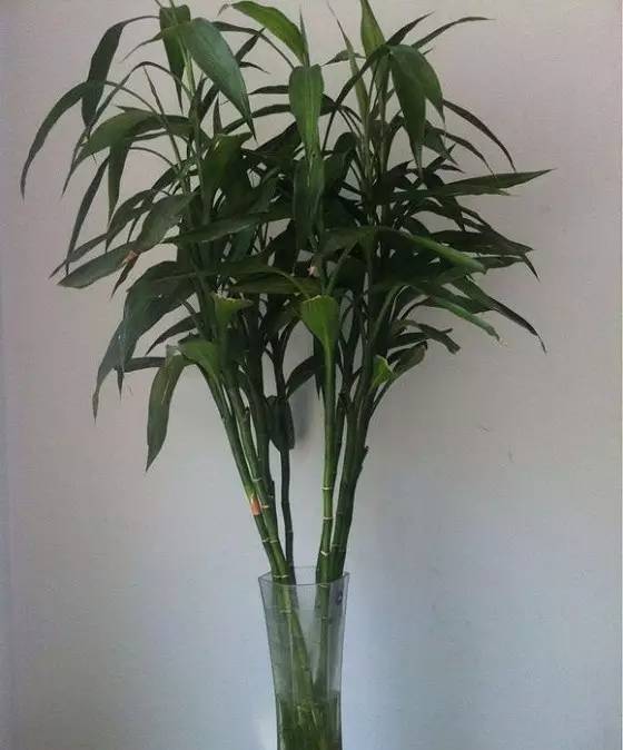 垃圾堆里捡回来的盆栽,如何利用身边的垃圾养植物