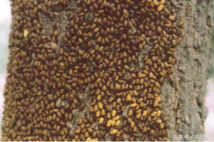 会吃叶子的虫子有哪些,哪些虫子爱吃树叶虫