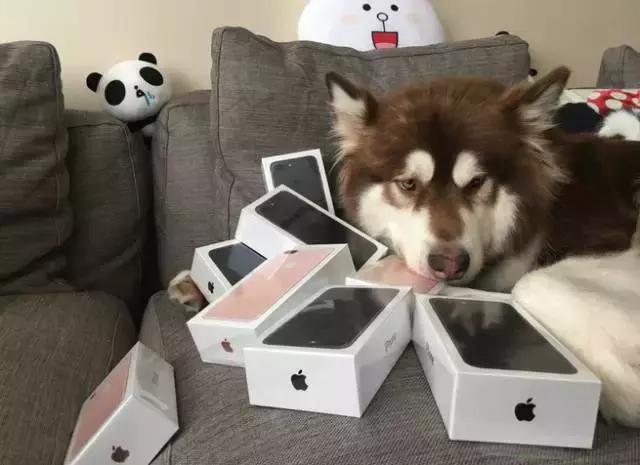 什么狗养起来便宜又不臭,什么狗养起来最省力