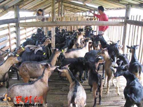 多胎羊养殖中饲料的重要性,育肥羊饲料规划