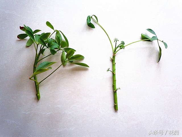 鹅掌柴，扦插繁殖都这么容易爆盆？
