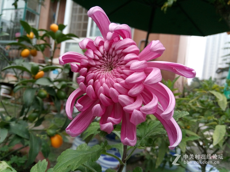 魅族5体验,魅蓝5手感