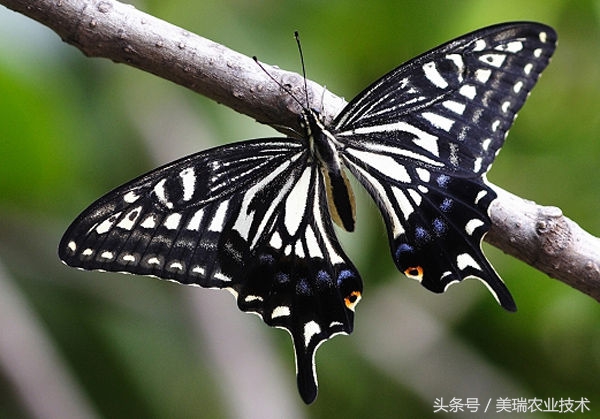 柑橘病虫害管理及营养管理ppt,柑橘花露白时应防治好哪些病虫害