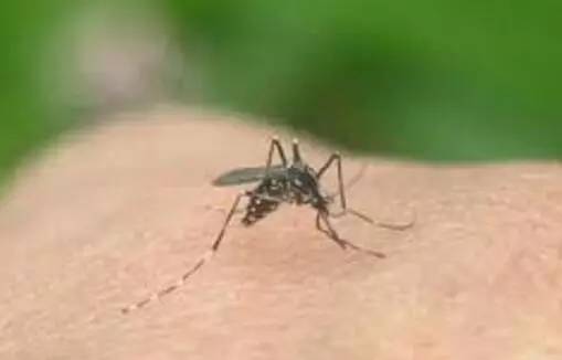 据说大部分的中国人到新加坡之后都有这种“病”!