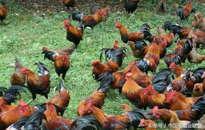 青脚麻鸡苗行情走势,青脚麻鸡市场前景